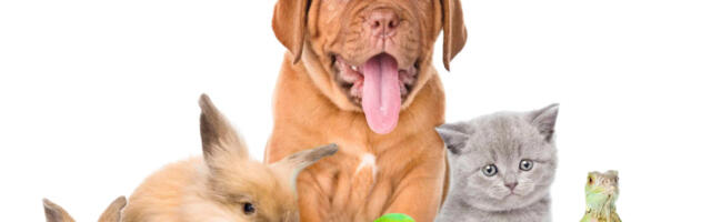 Lemmiklooma toit on sama oluline kui inimese toit