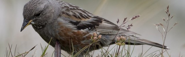 Mis sunnib linde mägedes kõrgemale või madalamale rändama?