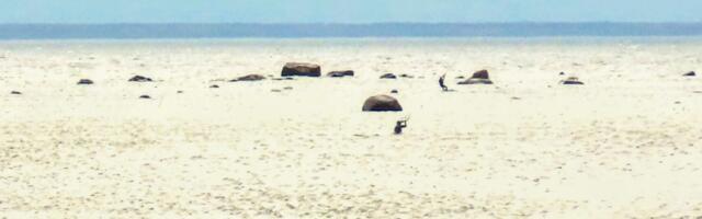 GALERII: kevadine surfiparadiis Pandjul