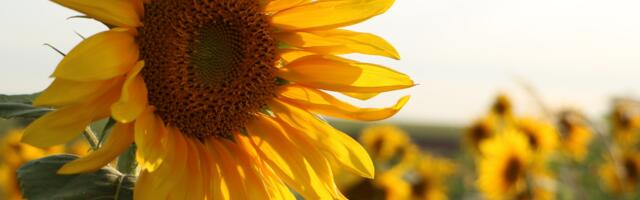 Päevahoroskoop : pühapäev, 3. august