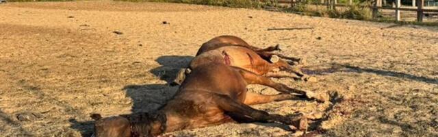 VIDEO | „Droon plahvatas täpselt nende ees. Tundus, nagu oleks neid spetsiaalselt jahitud.“ Ukraina ratsutaja kaotas rünnakus endale kallid hobused