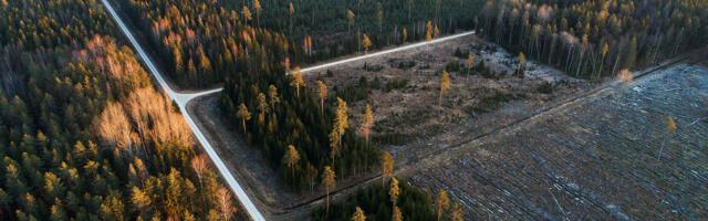 Metsade üleraie võib Eestile kalliks maksma minna