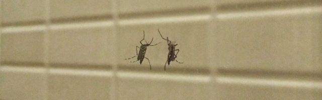 Enamik sääseliike inimverest ei hooli – mis paneb osa neist just meid purema?