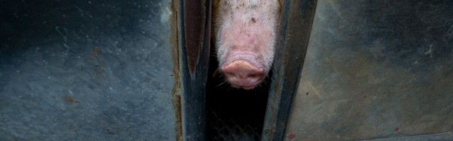 Pankrotis lihatööstus otsib endiselt uusi omanikke