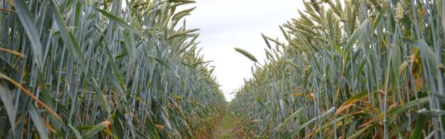 Taimekasvatuse süsinikuneutraalsus – reaalsus või asjatu unistus?