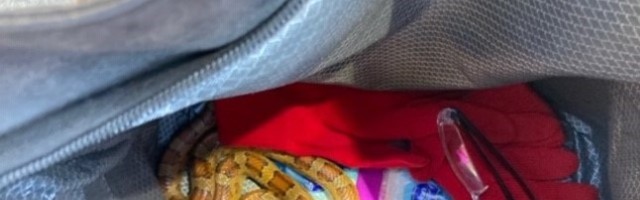 FOTOD | Eriskummaline juhtum Viljandis: naine otsis kotist mobiiltelefoni, kuid leidis sealt hoopis eksootilise mao