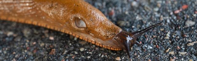 „Pidin ümber pöörama ja koju tagasi minema“. Hispaania teeteod muudavad kergliiklusteed ohtlikeks