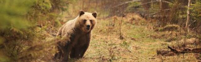 FOTO | „Küll ma alles lärmasin nagu segane.“ Seeneline leidis metsast ehmatava sildi