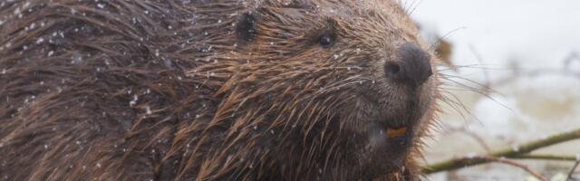 VIDEO | „Ülemiste järv saab suveks tammi?“ Kobras ei lasknud linnaliiklusest end häirida