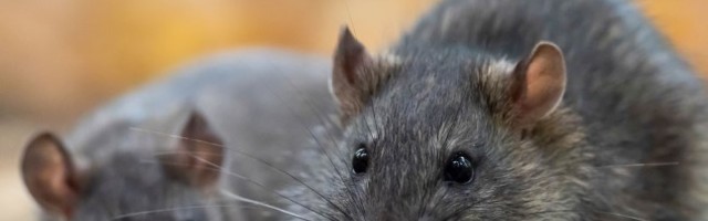 Aasta loom 2021 | Nii metsik rändrott kui ka kodurott elavad Eestis oma suurima vaenlase kodus