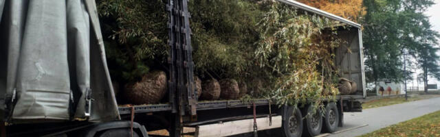 PÄRNU TÄNAVATELE ISTUTATAKSE ÜLE SAJA PUU