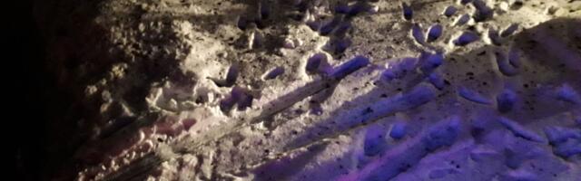 Päästjad said väljakutsed Võrumaalt ja Viljandist