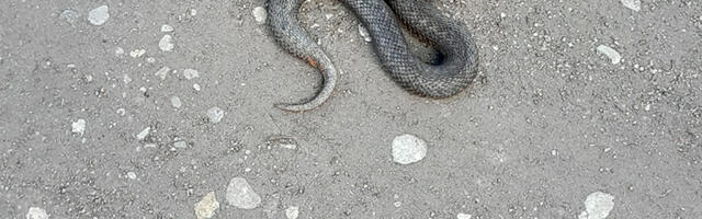 Valga vallas hiilis elumaja keldrisse madu
