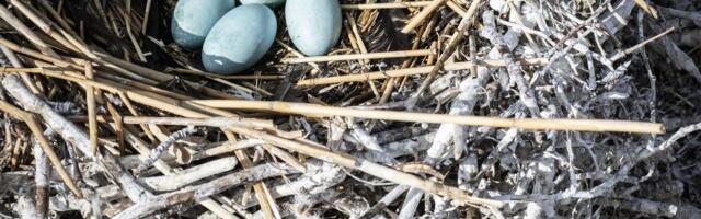 FOTOD | Kaluritega kormoranimune õlitamas: puu otsa pesadeni jõudmine pole naljategu