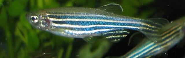 Unehormoon melatoniin aitab eirata ümbritsevat melu