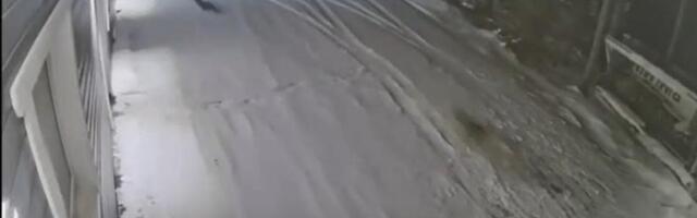 VIDEO | Paras triller! Hundid ajasid Anija vallas metskitse taga