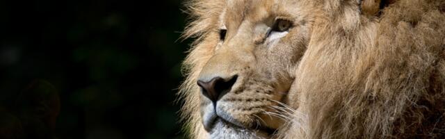 Need on neli kõige tugevamat tähemärki, kellel on sünnipärane sisemine jõud ja vastupidavus