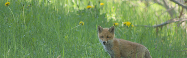 Eesti katsetab ohustatud lindude kaitseks väikekiskjate ohjamist