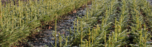 Reedeõhtune lugemine: Päris elu riigihangete teemal