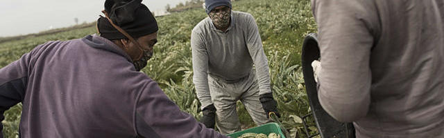 Eeskujuks Euroopale: Hispaania tahab suunata migrandid põllumajandusse tööle