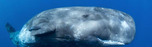 Taiwanis plahvatanud vaal mattis linna vere ja soolikate alla