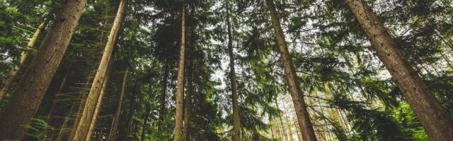 Looduskaitseliste piirangute hüvitiste suurenemist ootavad metsaomanikud saavad seda hoopis vähendatud mahus