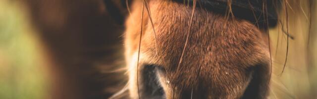 Harjumaal tuvastati hobustel herpesviirus