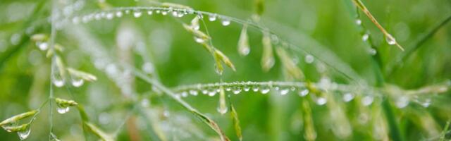 ILMATEADE | Nädala teises pooles hiilivad tasapisi ligi öökülmad