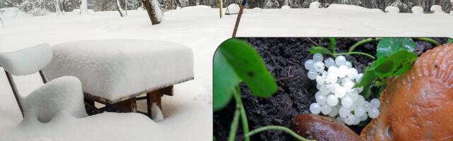 LUGEJA KÜSIB | Kas krõbe külm tapab Hispaania teetigude munad?