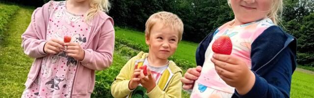 JAANIKS KÜPS | Esimesi hiiumaiseid maasikaid on oodata jaanide aegu