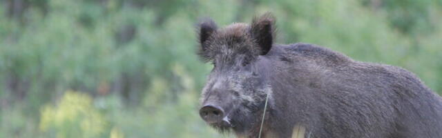 Sigade Aafrika katku levik metsades on kasvavas trendis