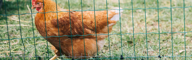 Harjumaal tuvastati lindude gripp