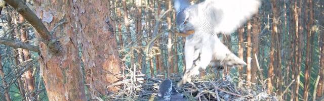 Erakordne lugu: kangelaskull Allat kimbutab öine ahistaja kodukakk