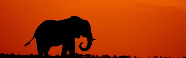 KÕVA SÕNA: volikogu esimees lubas elevandile otsa vaadata