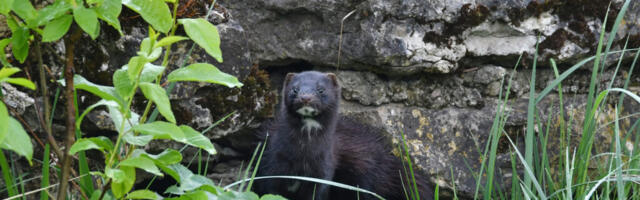 KESKKONNAAGENTUURI BLOGIS TUTVUSTATAKSE KÄRPLASI VAATLUSANDMETE KOGUMISEKS
