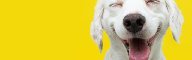 Mari Kukk: „Proua, te olete idioot!“