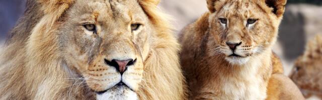 Astroloogid hoiatavad: Lõvil on nende tähemärkidega kõige keerulisem leida ühist keelt