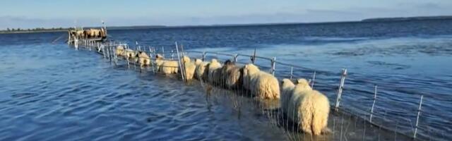 Laiul lambaid kasvatav pere: vahel tassime lambaid lausa seljas