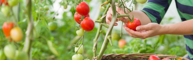 Väga levinud viga tomatite kärpimisel võtab taimelt kogu jõu