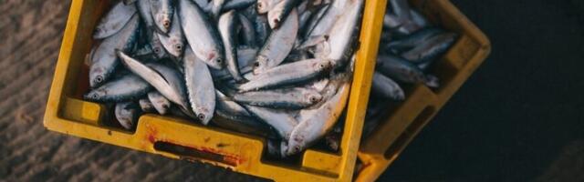 Maaelukomisjon saatis kalapüügiseaduse muutmise teisele lugemisele