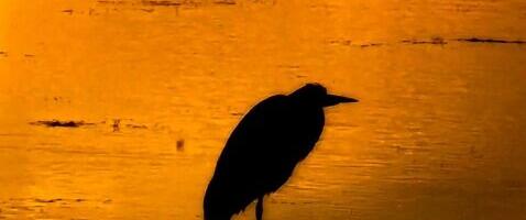 Martti Laurson NÄDALA FOTO