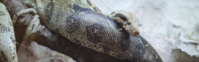 Женщина с двумя змеями: для своих питомцев я иногда собираю трупики птиц и белок