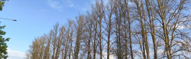 Tartu LV: Aruküla tee äärest eemaldatakse ohtlikud puud