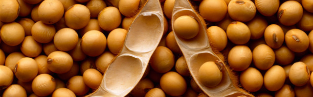 12 põhjust, miks vältida igapäevast soja tarbimist