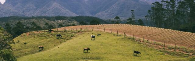 Mercosuri lepe avab Eesti põllumeestele uksi uutele turgudele