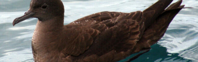 Poola entusiastid kergitasid Eestis silmatud linnuliikide arvu taas üle 400