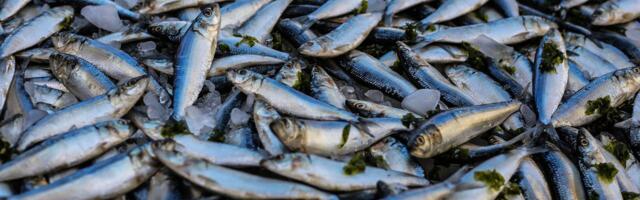 Valitsus kehtestas 2026. aasta räime, kilu ja tursa püügikvoodid Läänemerel