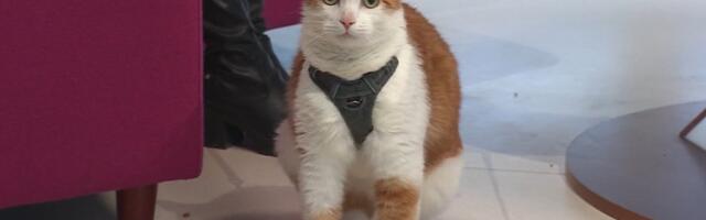 Rõõmusõnum! „Terevisiooni“ eetris end kergendanud varjupaiga kass sai endale uue kodu