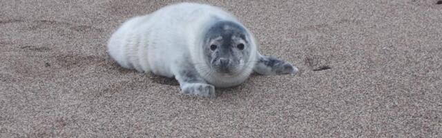 Sõru sadama akvatooriumis elav hüljes vajab rahu