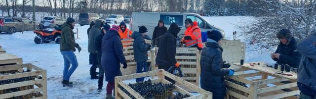 PILTUUDIS: talgutel täidetid tuhandeid tõrvikuid